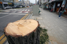[포토] 테마거리 조성 위해… 싹둑 잘린 가로수