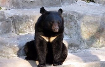 용인 사육농장서 탈출한 곰 2마리 중 1마리 사살