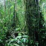 소멸되어가는 열대우림에 대한 기록
