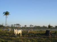 햄버거 속에 중남미 열대림 있다?