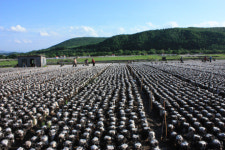 헤이룽장성의 특산품 ‘채소중의 고기’