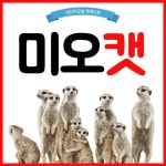매일 오후, 미오캣이 찾아갑니다