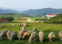 평창올림픽 현장 시찰이라더니 삼양목장 가고 5만원 뷔페?