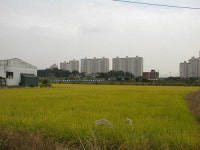 [르포]김포신도시 평당 800만원 넘을 것