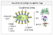 [바이오]제노포커스, 단백질개량으로 제품 다양