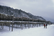 황태 익는 마을..깊은 겨울 맛에 추위도 저 만큼