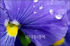 [사진]봄비와 싱그러움