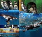 [사진]펭귄들의 상상놀이터