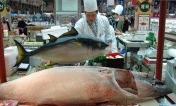 7일 참치데이 맞아 다양한 이벤트 열려