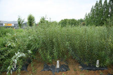 수질정화 뛰어난 ‘왕버들’ 대량번식 성공