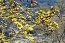 [사진] 산수유로 물든 산동마을