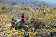 [사진] 산수유로 물든 산동마을