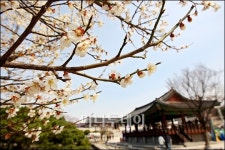 [사진]매화꽃 활짝핀 남산한옥마을