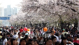 [사진]꽃비 내리는 윤중로