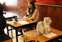 [사진] 캣카페와 독카페