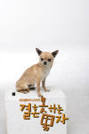 치와와 상구, 상근이 이을 국민견 될까