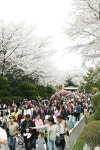 안산제일CC-‘내달 11일 제3회 벚꽃축제 개최’