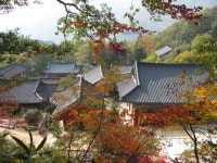 매화 향에 취하고 담백한 찻잎에 가슴이 무너지고