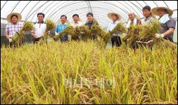 [사진]올 첫 벼 수확이요!