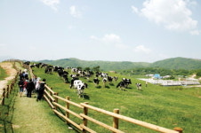 눈부신 자연이 싱그러운 아시아의 알프스 평창