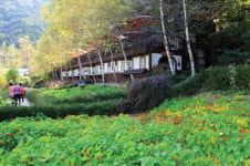 눈부신 자연이 싱그러운 아시아의 알프스 평창