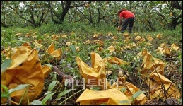 [사진]태풍 말로 북상...시름 깊어가는 농가