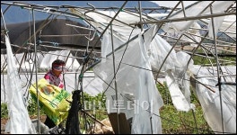 [사진]찢겨진 농민의 마음