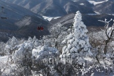 雪花 천상의 결정체 지상에 꽃피다
