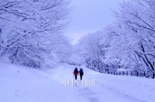 雪花 천상의 결정체 지상에 꽃피다