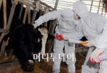 건국대 수의과대학 구제역 확산 막아야죠
