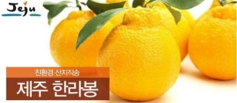 산지직송으로 저렴하게 만나는 한라봉