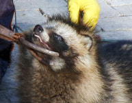 산채로 가죽벗겨 모피..연예인이 유행선도