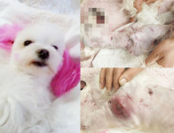 동물병원 미용후 숨진 강아지, 부검 신청