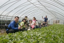 친환경 직영 야채농장 소비자와 함께 해요..