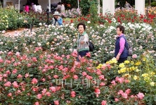 [사진]장미로 만든 화려한 꽃길