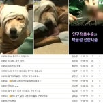 황구학대범 잡아주세요 7만2000명 서명