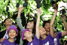 [사진]농협, 2011 포도데이 팔팔한 포도 드세요~
