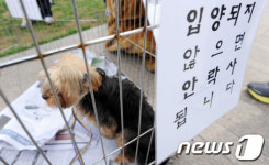 [사진]입양되지 않으면 안락사 되요...