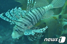 제주 연안, 아열대 어류 정착...산란 번식 활발