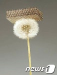 스티로폼보다 100배 세상에서 가장 가벼운 소재 개발