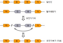 유전자가위 기술 이용 혈우병 치료가능성 열렸다