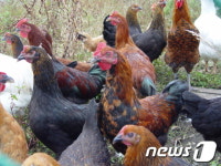 제주농업기술센터, 사육기간 · 효율 ‘굿’ 황칠제주맛닭 보급