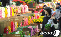 [사진]졸업·입학시즌 맞아 꽃시장 활기