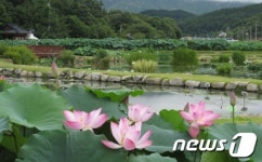 경남 함양 상림연꽃단지, 연수확 시작