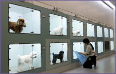 주인을 찾습니다 서울대공원에 유기동물입양관 문연다