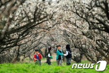 땅끝매화축제 3월24일~25일…해남 보해매실농원서