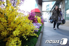 [사진]개나리가 활짝?