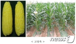 농진청, 당도 높은 단옥수수 고당옥 개발