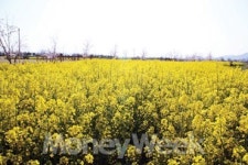 꼼장어 쐬주에 바다도 취한다