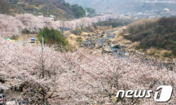 경남 봄축제 본격 시동.. 군항제 이어 6일 화개장터 벚꽃축제